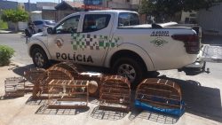 policia-ambiental-apreende-17-aves-silvestres-em-cativeiros-em-limeira