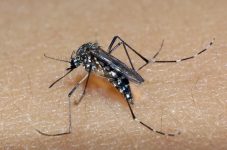 piracicaba-registra-primeira-morte-por-dengue-em-2023