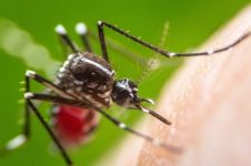 piracicaba-confirma-1o-caso-de-febre-chikungunya-de-2023:-saiba-quais-sao-sintomas-e-diferencas-em-relacao-a-dengue