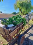 guarda-prende-dupla-suspeita-de-furto-de-cavalo-e-carroca-carregada-com-bananas-em-limeira