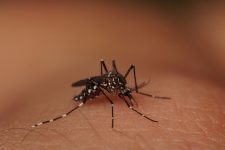 segundo-caso-de-chikungunya-em-2023-e-confirmado-em-piracicaba