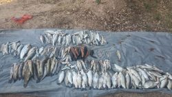 policia-apreende-91-kg-de-peixes-e-aplica-r$-19-mil-em-multas-por-pesca-irregular-em-sao-pedro