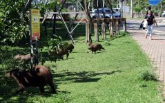 60,9%-dos-casos-de-febre-maculosa-desde-2019-em-piracicaba-levaram-a-morte;-sem-registros-em-2023,-ccz-aponta-situacao-controlada