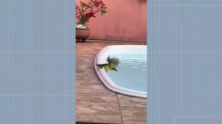 moradora-de-capivari-flagra-bem-te-vi-mergulhando-em-piscina;-video